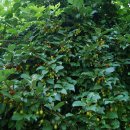 당치산장민박 이미지