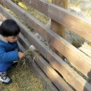 충현목장 Daum카페