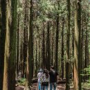 사려니숲길주차장 이미지