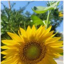 청솔민박 이미지