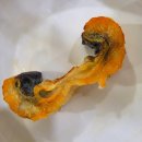 고창선운산풍천장어 | 고창 선운산 풍천장어 맛집 장어촌