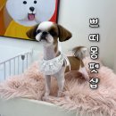 망미1-213 | 수영동애견미용 부산강아지미용 시츄미용 쁘띠몽펫샵