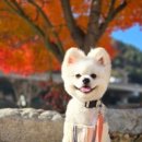 개팔상팔 이미지