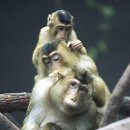 동물왕국 이미지