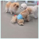 개린이보호구역 | 화성애견카페 화성에서의 쾌적하고 안전한 애견 카페 &#39;개린이보호구역&#39;