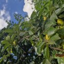 비아장터 이미지