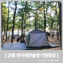 A157 | 연곡솔향기캠핑장 명당, A구역 강릉 국민여가캠핑장 매해가지요