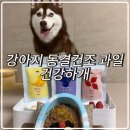 맛있개 냠냠 | 건강하개ㅣ강아지 동결건조 딸기 바나나 블루베리 급여 후기