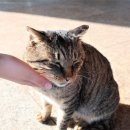 뭉치, 그루밍 이미지