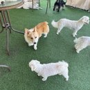 댕큐 애견유치원, 애견호텔 이미지