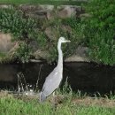 별빛음악 정기연주회 이미지