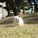 구산동 강아지 이미지