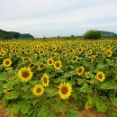 만사 유시 ( 萬事 有時 ) 이미지