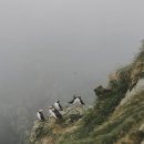 배전인
