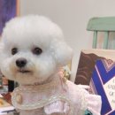 토토애견 이미지