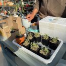 남사-8 | 아프리카 식물 성장기. 초보 식집사 남사 화훼 단지 글로보섬, 불바인, 움다우스 후기