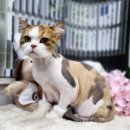 펫스토리 | 고양이 미용은 인천 계양구 계산동 펫스토리에서.... 깔끔한 페르시안 누룽지의 전체미용 후기