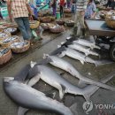 '샥스핀의 저주' 바다 최상위 포식자 상어 20% 해역서 '멸종' 이미지