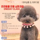 하이펫살롱 이미지