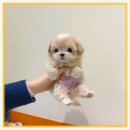 퍼피스타일 | 천호에서 만난 사랑스러운 말티푸, 퍼피에몽 후기
