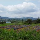 남한강 자전거도로 이미지