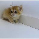 도그마루 이미지