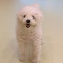 털로덮인친구들 서울상도점 이미지