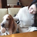 더 도도하개 네이버블로그