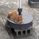 동광로1길 28 | 6월 3주차 ( 연북로러닝, 아이굿속눈썹, 모닥치기, 보배반점중화냉면, 영흥반점, 탑동포차, 제주인양...