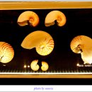 세계조개박물관 이미지