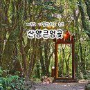 수레와달구지 | 제주 산양큰엉곶 제주도 서쪽 가볼만한곳 곶자왈 관광지 추천
