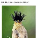 애송이 이미지