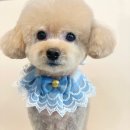 도그허니 이미지