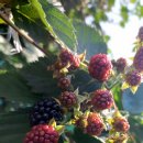 블랙베리익기 시작 효능과 먹는 법 이미지