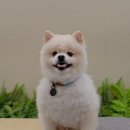 공새미국수