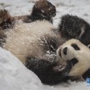데굴데굴 이미지