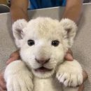 핑크젤리 이미지