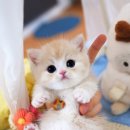 강남 고양이 분양 캣프렌즈 이미지