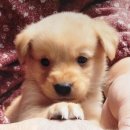 열린동물약국 이미지