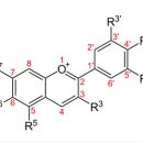 자아,자조,자연차의 폴리페놀 안토시아닌(anthocyanin) 이미지