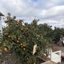 중귤농장 | [ 제주도 ] 제주 보메와산감귤체험농장 후기 - 제주도 겨울 귤따기 체험 + 제주도 가볼만한 곳 추천...