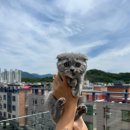 오독안심분양센터 강아지분양 고양이분양 대구점 이미지