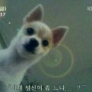뽕씨네수제비