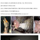 동물학대 푸아그라의 진실(혐오일수도있음)| 이미지