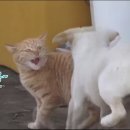 동물농장 - 양산시 양산역로 85 | 동물농장