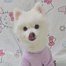얌얌 이미지