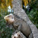 이구아나 이미지