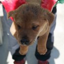 웅상대로 이미지