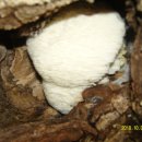 오리궁뎅이 이미지