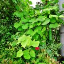 민들레식당 이미지